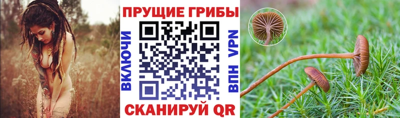 Купить  Люберцы  Галлюциногенные грибы Psilocybe 